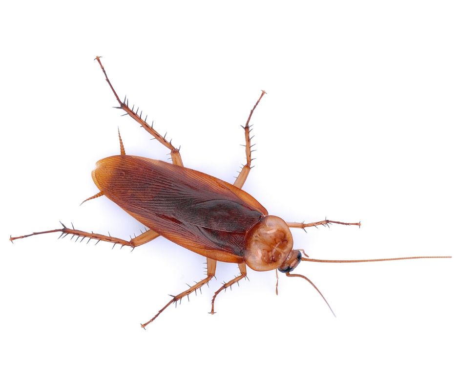 American cockroach on a white background