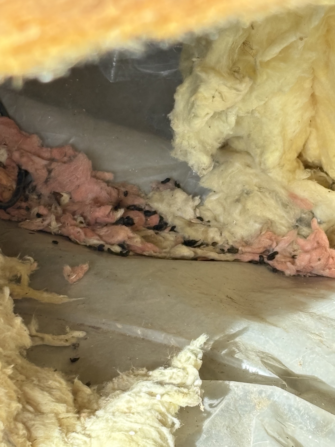 Rodent droppings among disturbed insulation