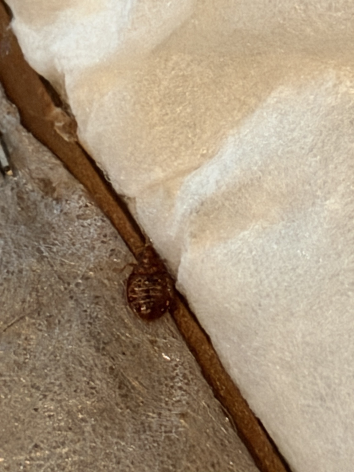 Bed bug photographed along a mattress seam