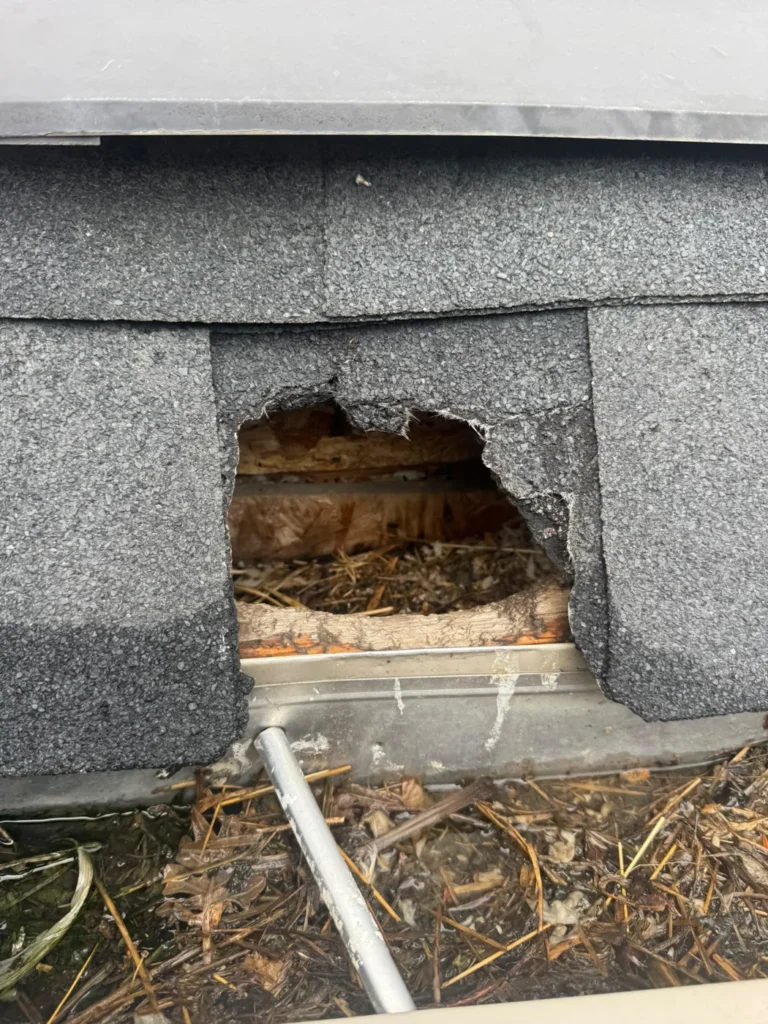 Damaged roof edge with an opening and nesting material visible before exclusion work.