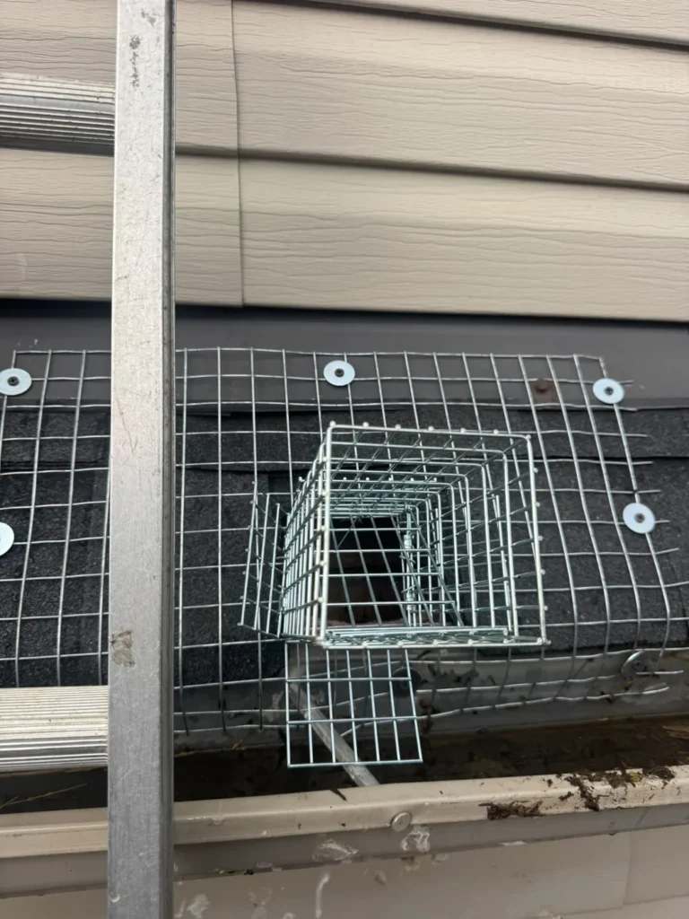 One-way wildlife exclusion door installed over a screened roof entry opening.