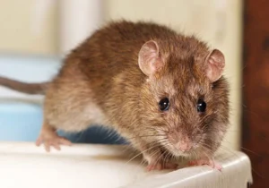Mouse removal icon